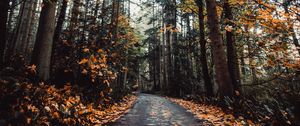 Превью обои аллея, осень, дорога, деревья