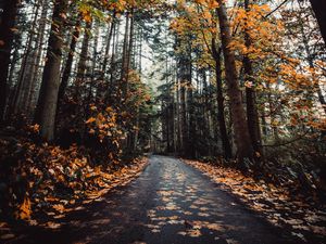 Превью обои аллея, осень, дорога, деревья