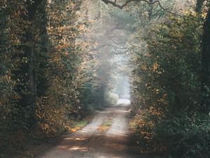 Превью обои аллея, тропинка, деревья, ветки, лучи