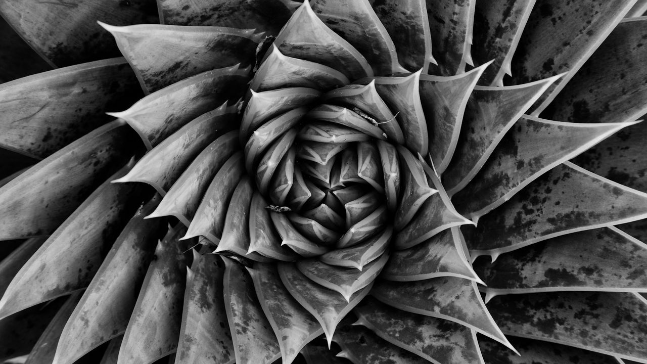 Обои алоэ, растение, спираль, макро, черно-белый