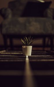 Превью обои алоэ, растение, зеленый, горшок