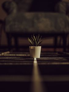 Превью обои алоэ, растение, зеленый, горшок