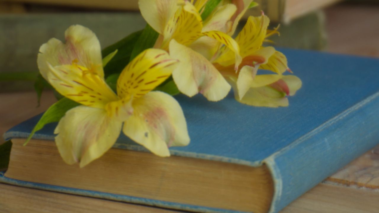 Обои альстромерия, цветы, лепестки, книги, чашка, размытие
