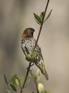 Превью обои амадина, птица, ветка, листья, дикая природа