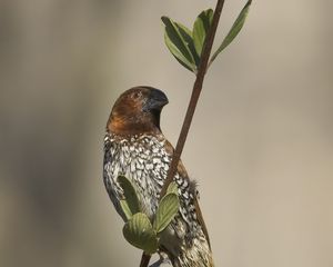 Превью обои амадина, птица, ветка, листья, дикая природа