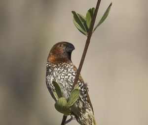 Превью обои амадина, птица, ветка, листья, дикая природа