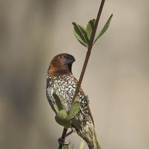 Превью обои амадина, птица, ветка, листья, дикая природа