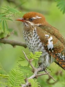 Превью обои амадина, ветки, деревья, листья, птица