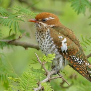 Превью обои амадина, ветки, деревья, листья, птица