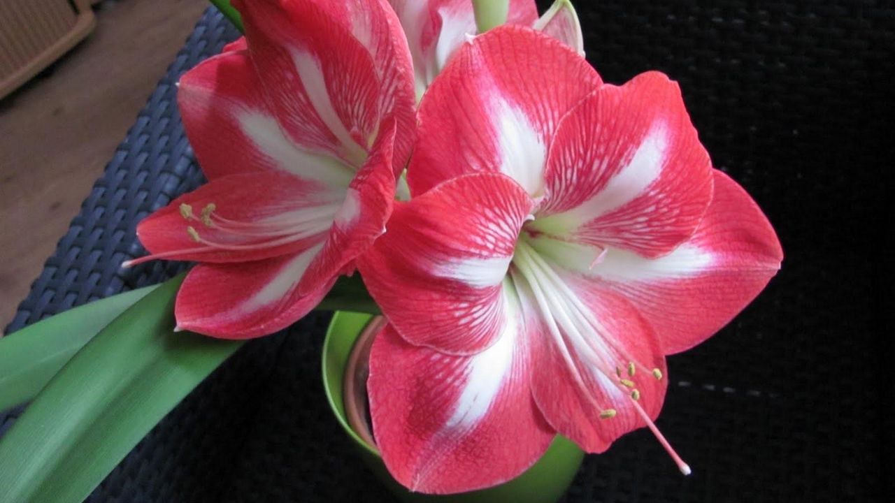 Обои амариллис, цветок, двухцветный, горшок