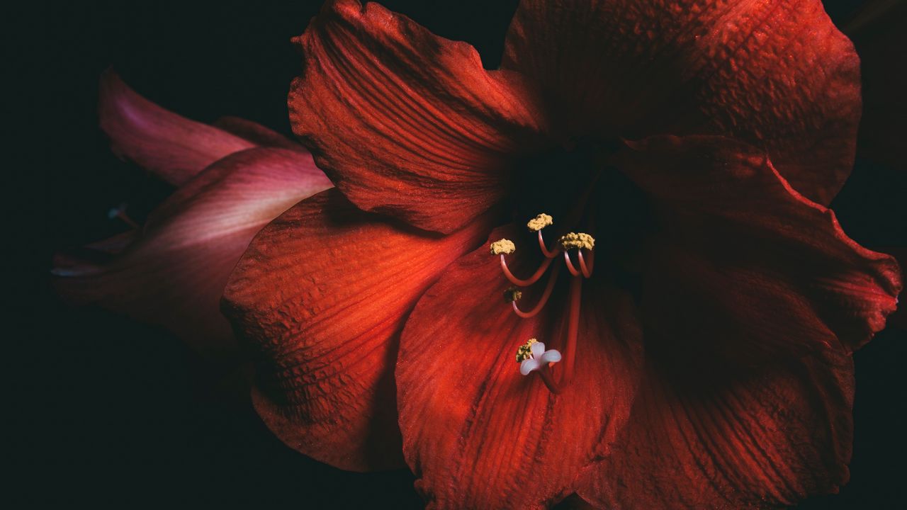 Обои амариллис, цветок, красный, лепестки, крупным планом