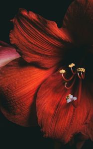 Превью обои амариллис, цветок, красный, лепестки, крупным планом