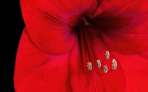 Превью обои амариллис, цветок, пыльца, макро, красный