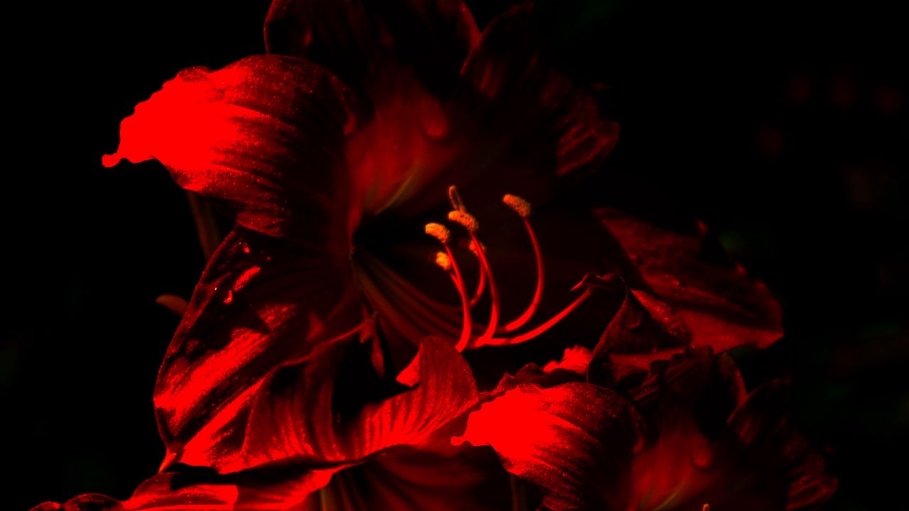 Обои амариллис, цветок, цветение, красный, темный