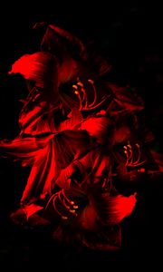 Превью обои амариллис, цветок, цветение, красный, темный