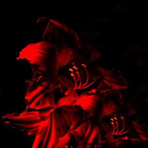 Превью обои амариллис, цветок, цветение, красный, темный