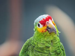 Превью обои амазонский попугай, попугай, зеленый, клюв, птица
