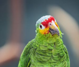 Превью обои амазонский попугай, попугай, зеленый, клюв, птица