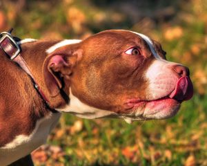 Превью обои american bully, зверь, морда, язык, собака