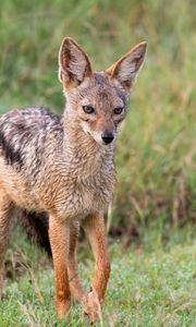 Превью обои американская лисица, лиса, хищник, животное, взгляд