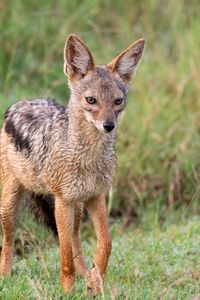 Превью обои американская лисица, лиса, хищник, животное, взгляд