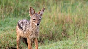 Превью обои американская лисица, лиса, хищник, животное, взгляд