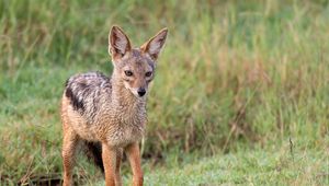 Превью обои американская лисица, лиса, хищник, животное, взгляд