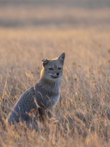 Превью обои американская лисица, лиса, серый, животное, дикая природа