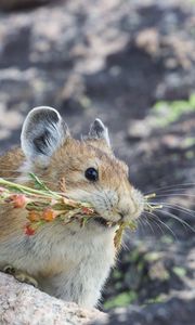 Превью обои американская пищуха, грызун, милый, смешной, дикая природа