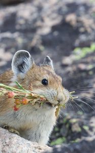 Превью обои американская пищуха, грызун, милый, смешной, дикая природа