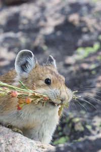 Превью обои американская пищуха, грызун, милый, смешной, дикая природа