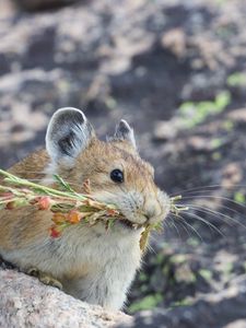 Превью обои американская пищуха, грызун, милый, смешной, дикая природа