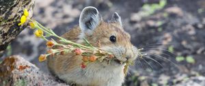 Превью обои американская пищуха, грызун, милый, смешной, дикая природа