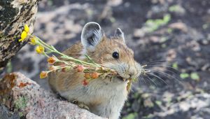 Превью обои американская пищуха, грызун, милый, смешной, дикая природа