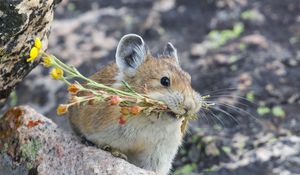 Превью обои американская пищуха, грызун, милый, смешной, дикая природа