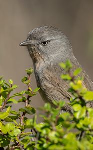 Превью обои американская тимелия, птица, дерево, листья