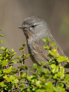 Превью обои американская тимелия, птица, дерево, листья