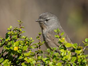 Превью обои американская тимелия, птица, дерево, листья