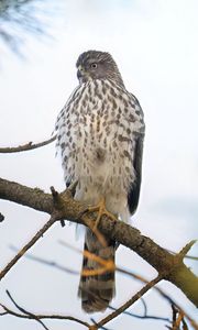 Превью обои американский лунь, птица, ветка, дикая природа
