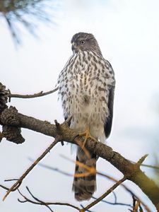 Превью обои американский лунь, птица, ветка, дикая природа