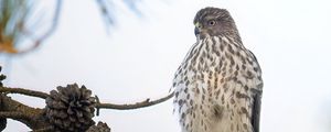 Превью обои американский лунь, птица, ветка, дикая природа