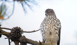 Превью обои американский лунь, птица, ветка, дикая природа