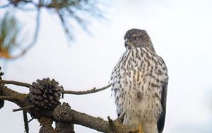 Превью обои американский лунь, птица, ветка, дикая природа