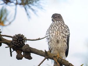 Превью обои американский лунь, птица, ветка, дикая природа