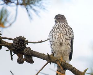 Превью обои американский лунь, птица, ветка, дикая природа