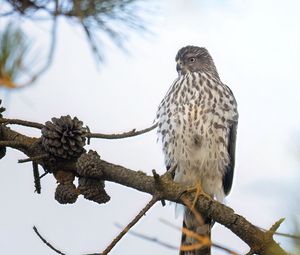 Превью обои американский лунь, птица, ветка, дикая природа