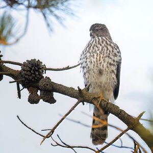 Превью обои американский лунь, птица, ветка, дикая природа