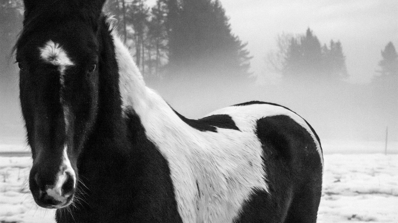 Обои американский пейнтхорс, лошадь, черно-белый, деревья