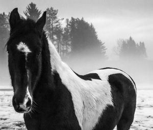 Превью обои американский пейнтхорс, лошадь, черно-белый, деревья