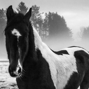 Превью обои американский пейнтхорс, лошадь, черно-белый, деревья